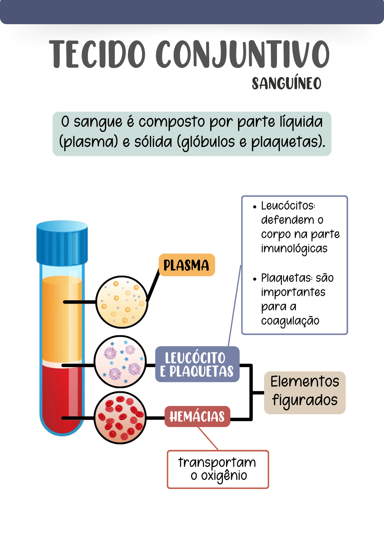 HISTOLOGIA