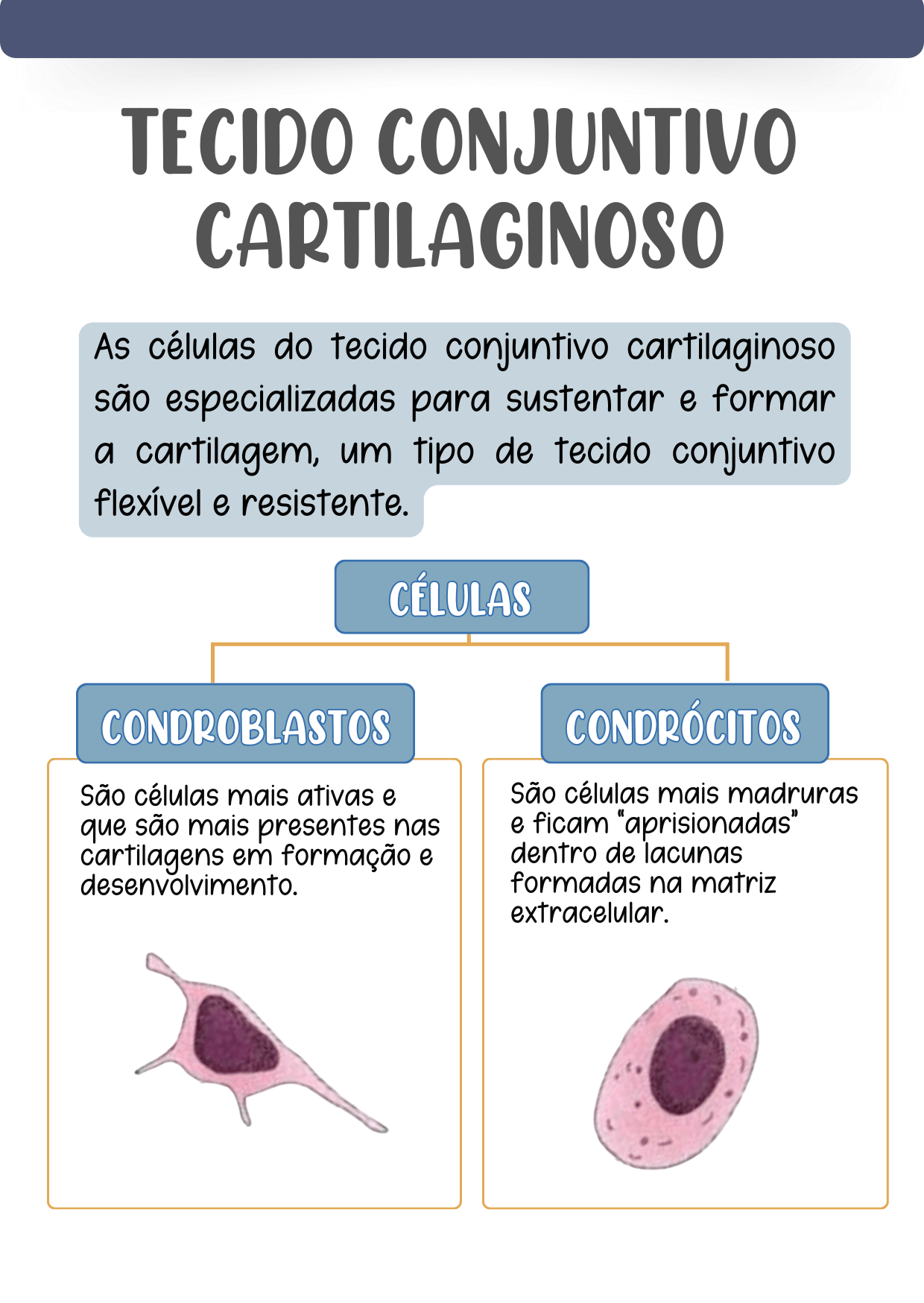 HISTOLOGIA3